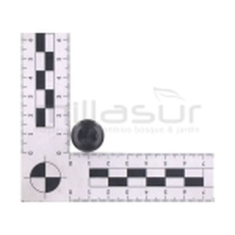 TAPON ESCOBILLAS ( modelo estrecho ) - motoscamaralweb.com